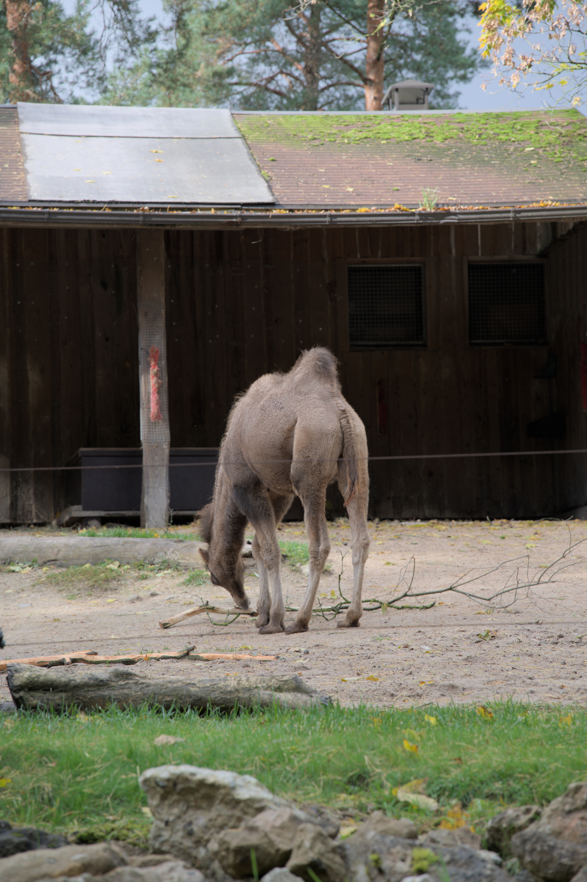 2025/10/12 - zoo/DSC_0048.jpg